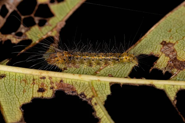 Tiger Moth Caterpillar Família Erebidae — Fotografia de Stock
