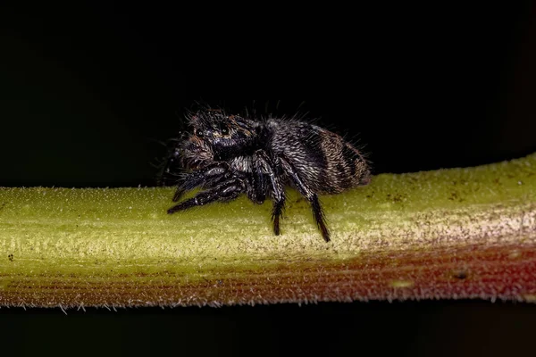 Pequeña Araña Saltadora Del Género Corythalia —  Fotos de Stock