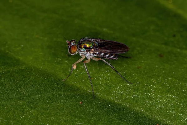 Dospělý Dlouhonohý Muška Čeledi Dolichopodidae — Stock fotografie