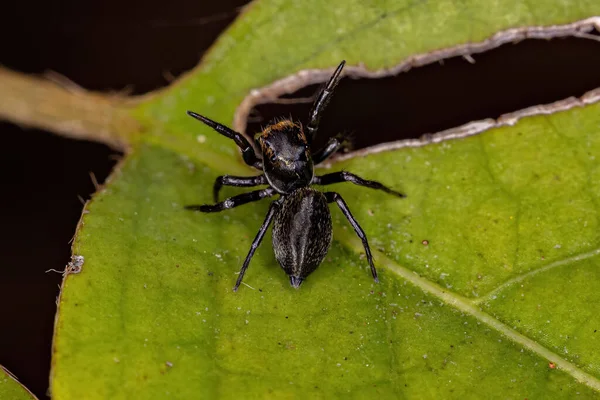Μικρή Jumping Αράχνη Του Genus Phiale — Φωτογραφία Αρχείου