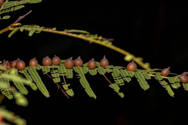 Galls Leaf Dicotyledonous Tree — Stock Photo, Image