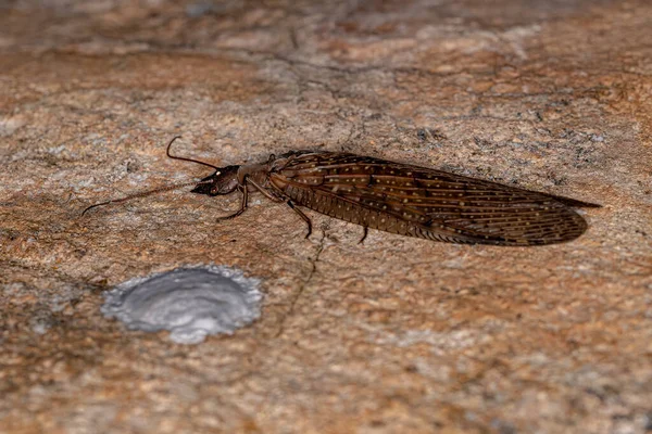 Vuxna Dobsonfly Insekt Släktet Corydalus — Stockfoto
