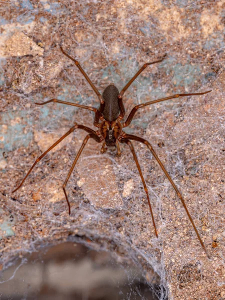 Adulte Recluse Araignée Genre Loxosceles — Photo