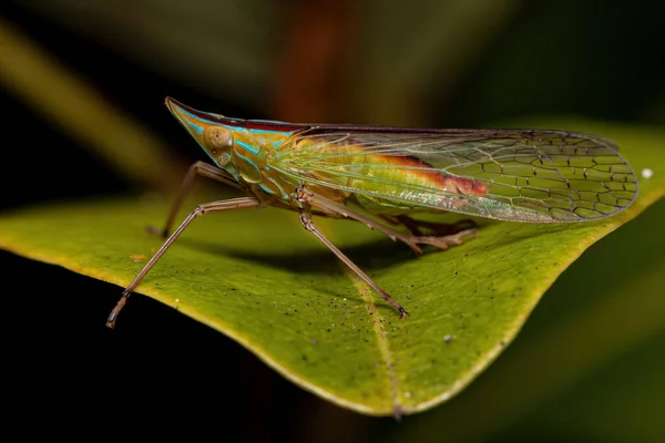 Dospělý Zelený Dictyopharid Planthopper Hmyz Čeledi Dictyopharidae — Stock fotografie