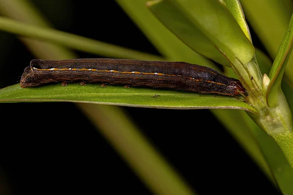 Brown Caterpillar Moth Genus Spodoptera — Stock Photo, Image
