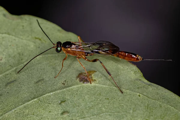 Dorośli Ichneumonid Wasp Rodziny Ichneumonidae — Zdjęcie stockowe