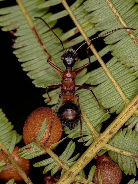 Alydidae Ailesinin Geniş Kafalı Böcek Perisi — Stok fotoğraf