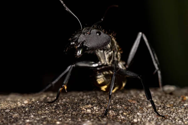 Hembra Adulto Brillante Azúcar Dorado Hormiga Especie Camponotus Sericeiventris — Foto de Stock