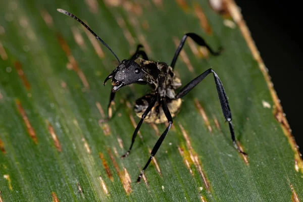 Θηλυκό Adult Shimmering Golden Sugar Ant Του Είδους Camponotus Sericeiventris — Φωτογραφία Αρχείου