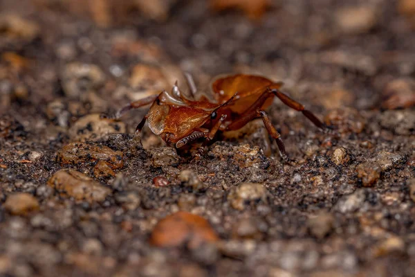 Hormiga Tortuga Amarilla Adulta Del Género Cephalotes — Foto de Stock