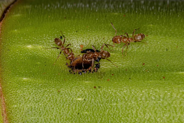 Ενηλίκων Cecropia Ants Genus Azteca Κορμό Cecropia — Φωτογραφία Αρχείου