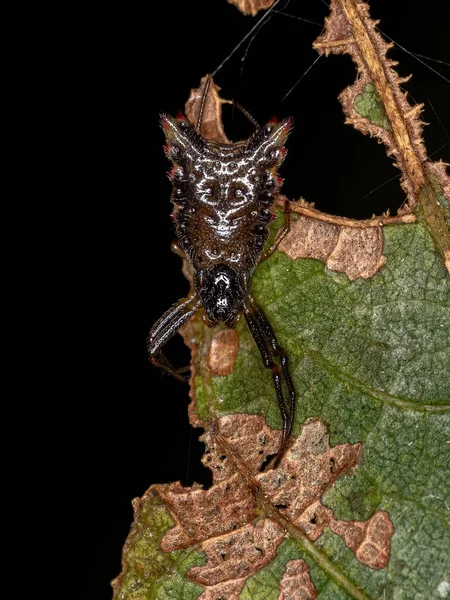 Pequena Orbweaver Aranha Espécie Micrathena Plana — Fotografia de Stock