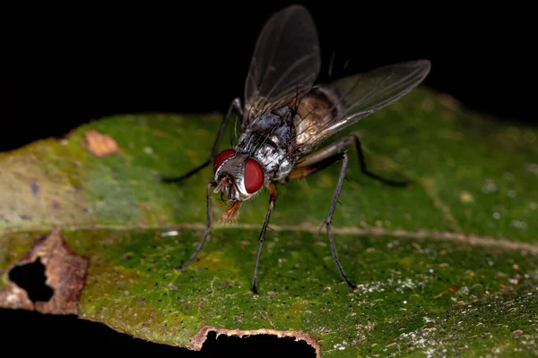 Adult Bristle Fly Släktet Cholomyia — Stockfoto