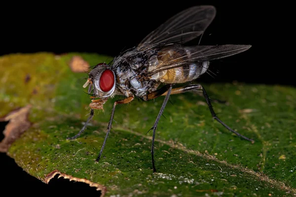 Adult Bristle Fly Släktet Cholomyia — Stockfoto