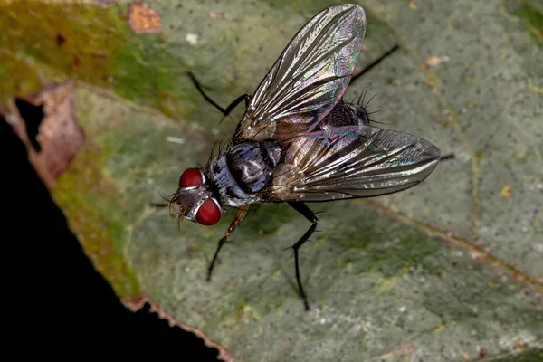 Mosca Cerdas Adultas Gênero Cholomyia — Fotografia de Stock