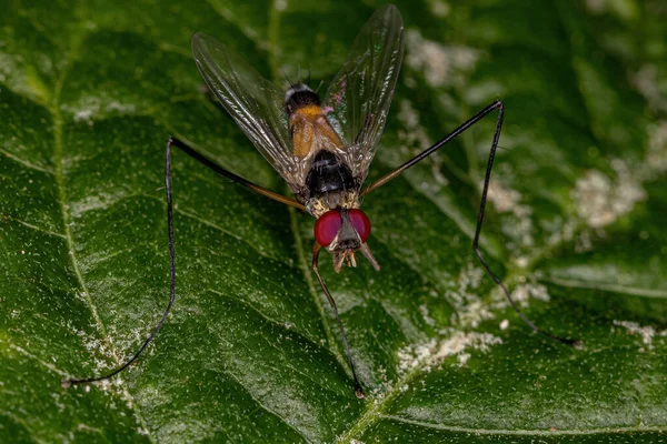 Volwassen Haarvlieg Van Het Geslacht Cholomyia — Stockfoto