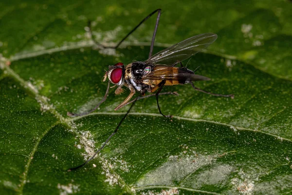 Adult Bristle Fly Släktet Cholomyia — Stockfoto