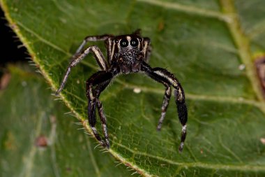 Türünün küçük erkek sıçrayan örümceği Philira mican
