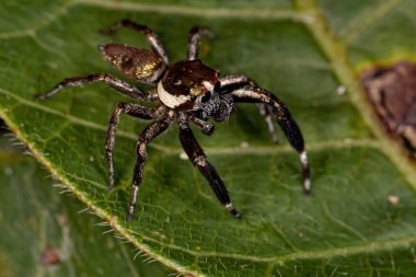 Türünün küçük erkek sıçrayan örümceği Philira mican
