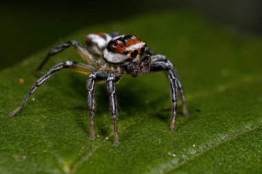 Chira cinsinden atlayan yetişkin erkek örümcek.
