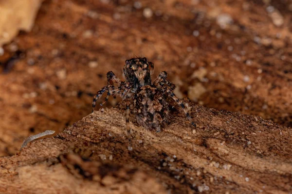 Liten Hoppspindel Arten Marma Nigritarsis — Stockfoto