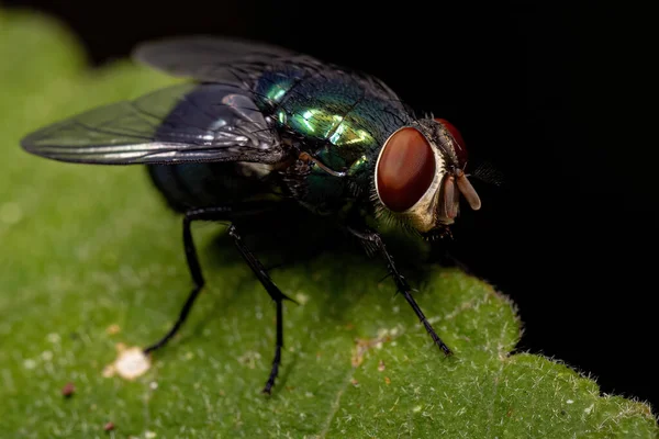 Ausgewachsene Fliege Der Gattung Chrysomya — Stockfoto