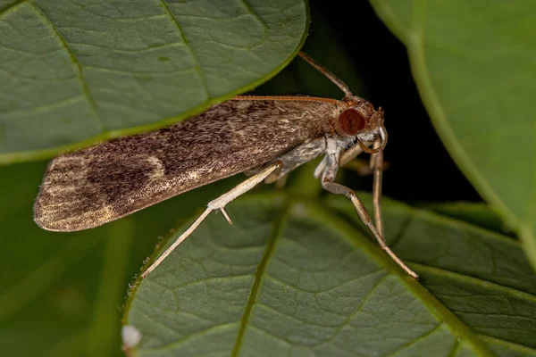 Polilla Crambid Adulta Familia Crambidae — Foto de Stock