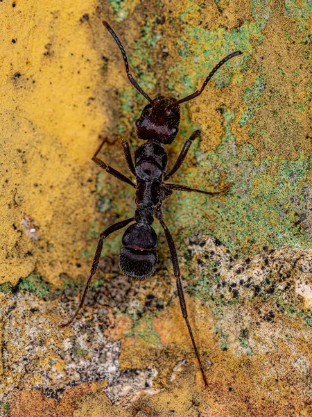 Ant Ectatommine Wanita Dewasa Dari Genus Ectatomma — Stok Foto