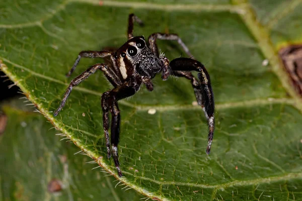 Small Male Jumping Spider Species Philira Micans — 图库照片