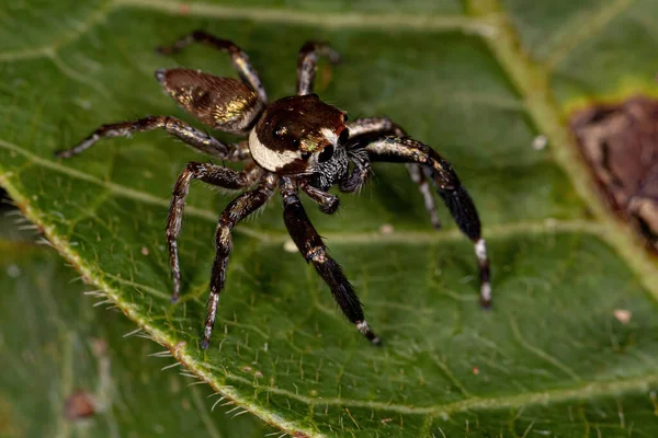 Μικρός Αρσενικός Άλμα Αράχνη Του Είδους Philira Micans — Φωτογραφία Αρχείου
