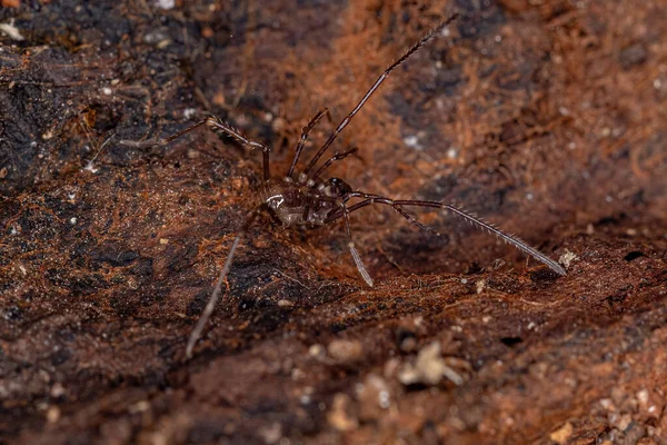 Νεανική Gonyleptid Harvestmen Του Genus Discocyrtanus — Φωτογραφία Αρχείου