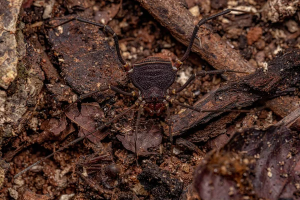 Yetişkin Gonyleptid Discocyrtanus Cinsinin Hasatçıları — Stok fotoğraf