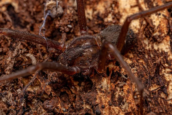 Loxosceles Cinsinden Yetişkin Münzevi Örümcek — Stok fotoğraf