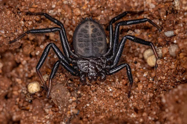 Erwachsene Trochanteriide Spinne Der Art Vectius Niger — Stockfoto