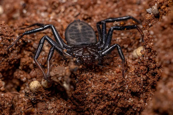 Erwachsene Trochanteriide Spinne Der Art Vectius Niger — Stockfoto