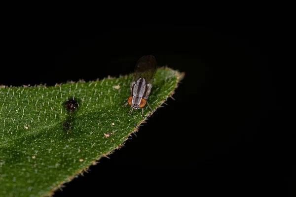 Ausgewachsene Lauxanidenfliege Der Familie Lauxaniidae — Stockfoto