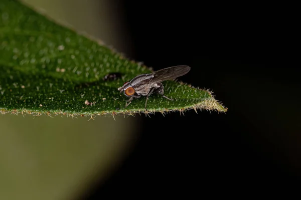 Adult Lauxaniid Fly Familia Lauxaniidae —  Fotos de Stock