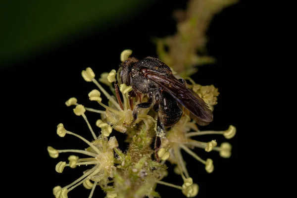 Ενηλίκων Stingless Bee Genus Nannotrigona — Φωτογραφία Αρχείου