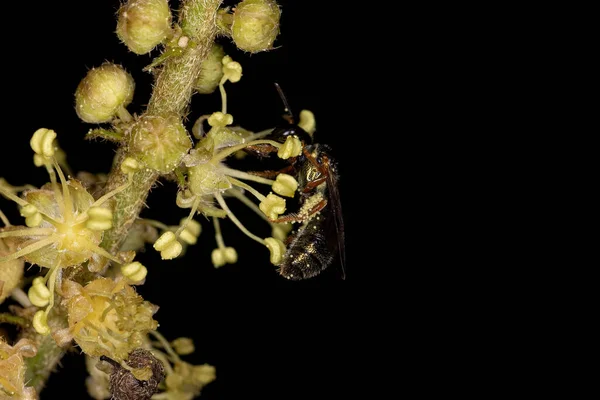 Sweat Bee Adulte Sous Famille Halictinae — Photo