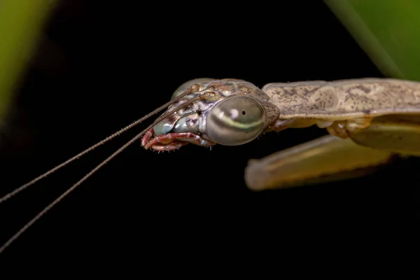 Fotinaid Mantis Nymph Släktet Orthoderella — Stockfoto