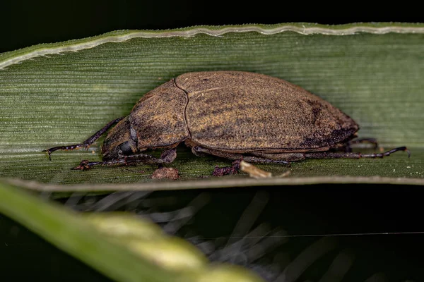 Escaravelho Darkling Adulto Tribo Epitragini — Fotografia de Stock