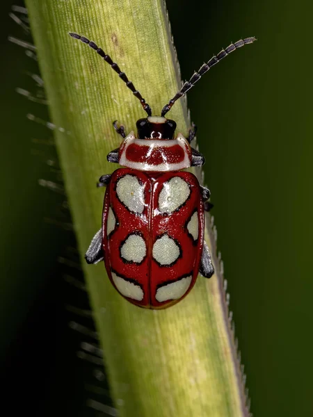 種の成虫フラ ビートル Omophoita Argus — ストック写真