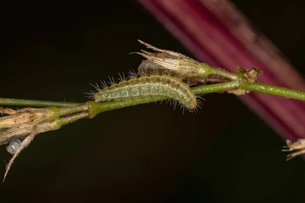 Malá Můra Larva Řádu Motýlů — Stock fotografie