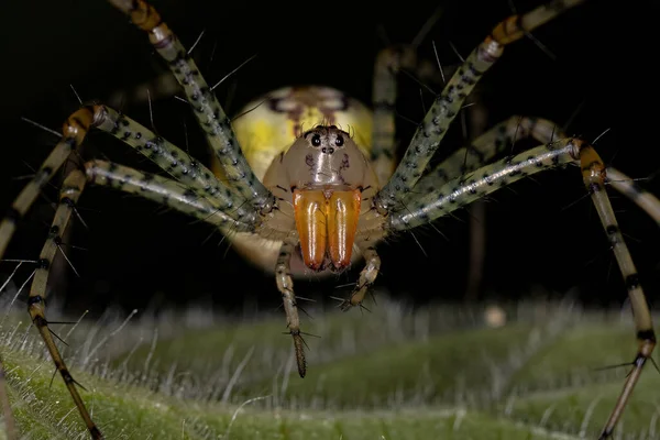 Volwassen Vrouwelijke Lynx Spin Van Soort Peucetia Flava — Stockfoto