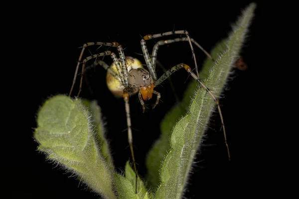Tür Peucetia Flavasından Yetişkin Kadın Vaşak Örümceği — Stok fotoğraf