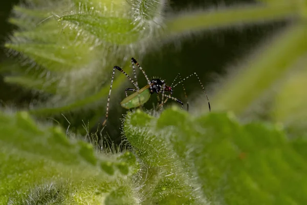 Adult Stilt Bug Genus Phaconotus — Stock Photo, Image