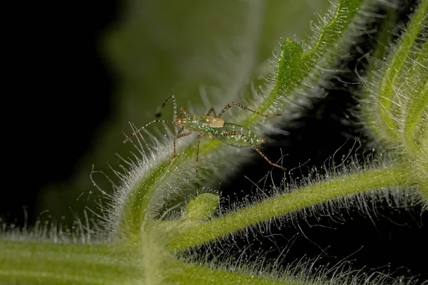 Phaconotus Nemhez Tartozó Stilt Bug Nmph — Stock Fotó