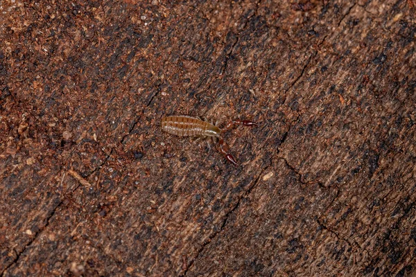 Pequeño Pseudoescorpión Arácnido Chelicerato Orden Pseudoscorpionas — Foto de Stock