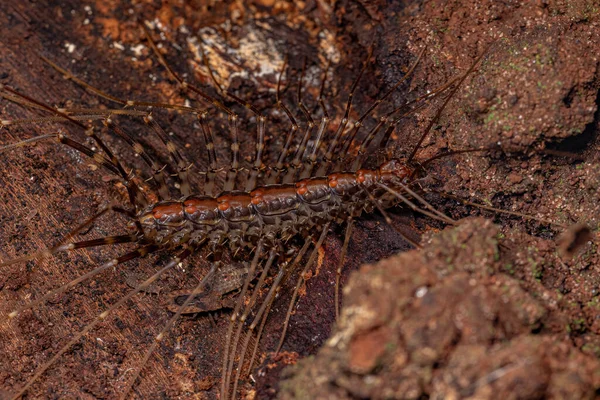 Kis Ház Százlábú Család Scutigeridae — Stock Fotó