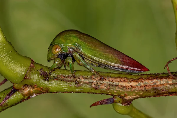 Dorosły Typowy Treehopper Plemienia Darnini — Zdjęcie stockowe
